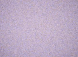 Coco 9592 Lavender Coco 9592 Lavender